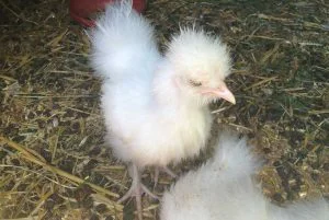 Huhn