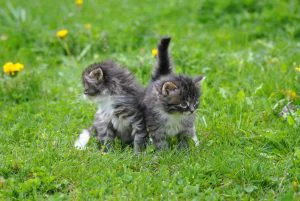 Katzen